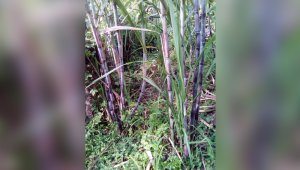 Actualmente se está trabajando en el municipio con un proyecto para sembrar 34 hectáreas de caña, el cual está en etapa de revisión. Cortesía