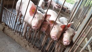 Según el Ministerio de Agricultura de ese país anunció que estiman que los precios de la carne de cerdo subirán más del 70 % durante la segunda mitad de 2019. Archivo / La Opinión