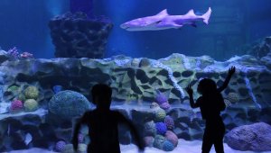 Tiburón en una acuario de India.  AFP referencia