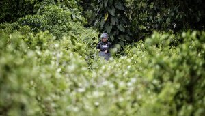 Siguen apareciendo conceptos que le dan más fuerza a la teoría que afirma el daño que puede causar este herbicida más allá de matar una hoja de coca. Colprensa