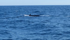 Para medir los niveles de contaminación, los científicos toman muestras de su grasa. AFP