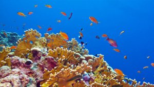 Corales de Costa Rica. Internet