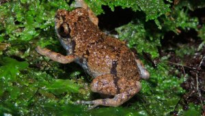 La especie fue bautizada con el nombre científico Diasporus amirae. EFE