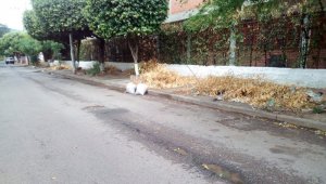 Los residuos vegetales cumplen casi un mes en los alrededores del colegio Mercedes Ábrego. Cortesía