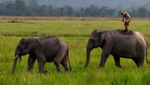 Veinticinco de los 29 elefantes que se acercaron al lugar donde se desplegaron los calcetines mostraron "signos típicos de mayor alerta e incertidumbre" y, finalmente, se "alejaron", según un artículo publicado en la revista Current Biology. AFP