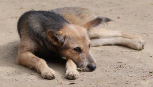 Pixabay / Referencial