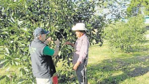 Cifras del Ministerio de Comercio señalan que Colombia exportó del fruto, en los primeros cinco meses del año, 47,1 millones de dólares con un aumento del 30,8%, respecto al mismo periodo del 2018. Colprensa