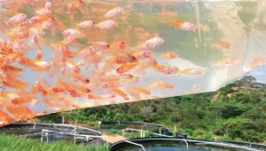 Los alevinos de tilapia roja fueron comprados en El Zulia y algunos ejemplares han llegado a pesar hasta 300 gramos. Luis Alfredo Estévez
