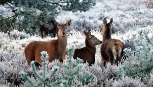 Pixabay / Referencial