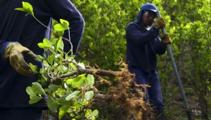 Según la ONU, el país aún está en los niveles más altos de hojas de coca cultivados. Archivo
