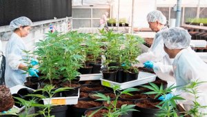 En Colombia se puede cultivar cannabis, pero aún no se puede comercializar o vender en el país, además tampoco se puede exportar a otros países en donde el consumo de esta planta es permitido. Archivo