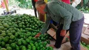 Desde hace tres años, las 35 familias asociadas empezaron un trabajo arduo para mejorar sus estándares de producción y hoy ven recompensados todos sus esfuerzos. Cortesía