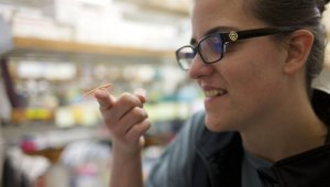 Un grupo de científicos de la Universidad de Georgia consiguió con éxito crear lagartijas anolis albinas.
AFP