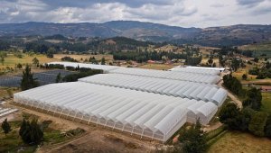 Para montar un invernadero de 5.000 plantas de cannabis no psicoactiva, la inversión promedio está entre 200 a 500 millones de pesos.
 Archivo