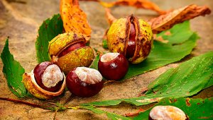 Alertaron que "las semillas de frutas y verduras que terminan en el suelo pueden dar lugar a plantas no autóctonas" y "por último, pero no menos importante, nadie quiere ver tus desechos de comida descomponiéndose en su visita a un parque nacional prístino". Pixabay referencial