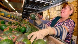 La alta demanda de productos como el limón y el aguacate hass se explica especialmente por las recetas de lujo que requieren de frutas típicas producidas en Colombia para venderse en Estados Unidos y Medio Oriente. Archivo