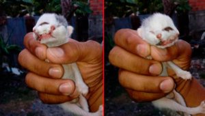 El gato tiene dos caras, dos bocas, tres ojos y dos narices. El suceso ha impactado en las redes sociales. Colprensa