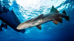 Entre las especies que se permiten cazar mediante pesca artesanal están el tiburón sedoso, puntas negras, sarda, zorro de anteojos, tigre y martillo. Archivo