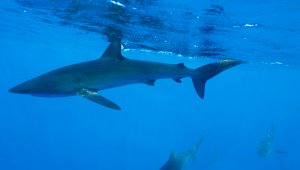 Los tiburones son animales encargados de eliminar las especies enfermas y débiles del ecosistema marino. Colprensa