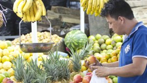 Son 180 productores de 25 municipios de la región los que hacen parte de Asomercans, muchos de ellos de Mutiscua, Cácota, Cúcuta, entre otros.  Archivo