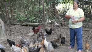 En el ETCR de Caño Indio, en Tibú, los exintegrantes de las Farc que permanecen allí vienen trabajando en dos proyectos productivos, uno de ellos un corral de gallina. Archivo