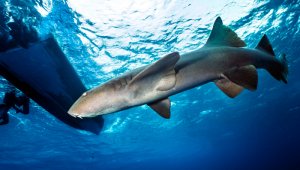 Los ministerios de Agricultura y Ambiente deberán presentar un informe detallado de los últimos cinco años sobre la pesca de dichas determinadas especies marítimas.  Colprensa