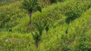 Cultivos ilícitos. Archivo La Opinión