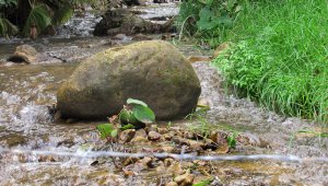 Para evitar el uso desmedido del recurso hídrico se recomendó a los productores agropecuarios que utilicen las cantidades permitidas y que no vayan a dejar secas las microcuencas.
Roberto Ospina/La Opinión