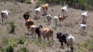 El ministerio de agricultura y el ICA tomaron la determinación de crear dos nuevas zonas de riesgo en las fronteras, con el objetivo de recuperar el estatus sanitario de país libre de fiebre aftosa con vacunación. Archivo La Opinión