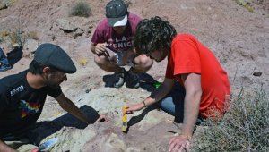 Los investigadores hallaron el cráneo de la nueva especie, y el hocico aun preserva los dientes. Tomada de Twitter