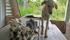 En la Secretaría de Gobierno municipal se elegirán a los dos representantes de las asociaciones que harán parte de la junta. Archivo