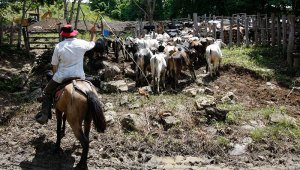 Las dos zonas de alta vigilancia son la zona de frontera norte y la frontera oriental conformada por los departamentos de Arauca, Vichada y el municipio de Cubará en el departamento de Boyacá. Archivo