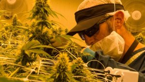 Cuenta con las ertificaciones de Buenas Prácticas Agrícolas, BPA y Buenas Prácticas de Manufactura para la producción y transformación de productos farmacéuticos derivados de cannabis medicinal. Colprensa