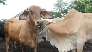 Imagen referencial de ganado. Archivo