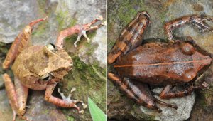 Pristimantis bowara y Pristimantis ardilae. Aldemar Acevedo