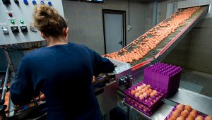 La industria avícola tiene una producción anual de pollo de 1,7 millones de toneladas y 14.000 millones de unidades de huevos. Archivo