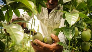 Los campesinos quieren que se garantice la seguridad alimentaria del país. Colprensa