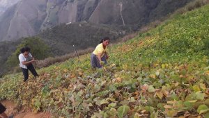 Se ha invertido más de $118.000 millones en la implementación de 4.398 proyectos productivos que garantizan un regreso al campo sostenible. Cortesía