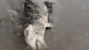 Se hizo un llamado a la comunidad a valorar estos animales y a reportar cuando haya casos de este tipo.  Colprensa