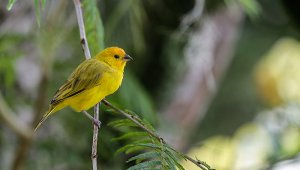 Los departamentos que más registraron avistamientos son Antioquia, Valle del Cauca, Meta y Caldas. Colprensa