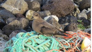 Nidos construidos en basura plástica en Sudamérica.  Mongabay Latam
