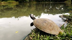 3.326 (41,67%) de ellos ya fueron identificadas y 4.649 (58,33%) están en proceso de identificación. Colprensa.