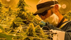 La jefe de la cartera destacó que el compromiso del ministerio con la industria del cannabis medicinal y científico ha sido contundente. Colprensa.