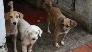 Lograr tener un control de natalidad en perros y gatos, quedó a cargo del alcalde de Cúcuta, Jairo Yáñez,  tras el proyecto de acuerdo que le dio facultades para institucionalizar esta política.  Archivo / La Opinión