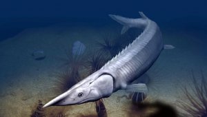 Los largos hocicos parecen ser un ejemplo de evolución convergente, o muchos linajes diferentes, todos llegando a la misma innovación para adaptarse bien a su entorno. Colprensa.