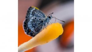 Fotografía cedida por el Museo de Historia Natural de Florida donde se muestra a una mariposa “Miami Blue” posada sobre un hisopo impregnado con la bebida Gatorade.  Colprensa.