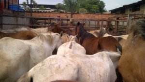 La encefalitis equina venezolana se suma a la fiebre aftosa como enfermedades de origen animal que provienen del vecino país y afectan a la población pecuaria del Norte de Santander. Archivo