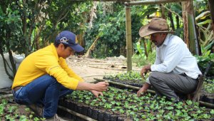 La caficultura nacional ha mantenido su producción a pesar de la pandemia. Además, es el producto agrícola con las condiciones más favorables en el mercado internacional. Archivo