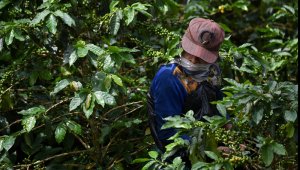 El Comité Departamental de Cafeteros aspira a recoger una cosecha que cumpla con los protocolos de bioseguridad, con el fin de tener una baja tasa de contagios por COVID-19.. Archivo
