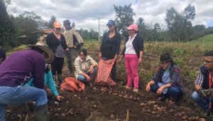 La primera cosecha de papa dio resultado en enero.
 Pepsico-Agronegocios